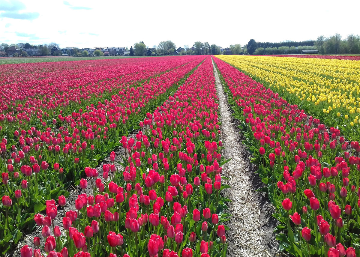 Bollenvelden met rode, roze en gele tulpen bij Hillegom in de Bollenstreek