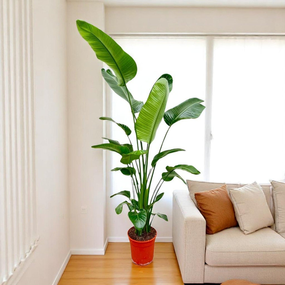 Strelitzia Nicolai kamerplant met grote tropische bladeren bij raam in lichte ruimte