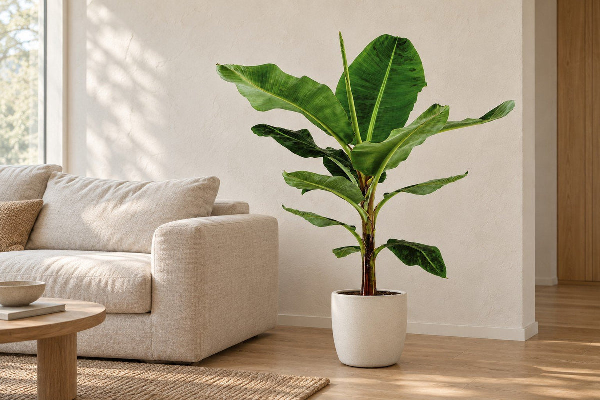 Bananenplant in een woonkamer