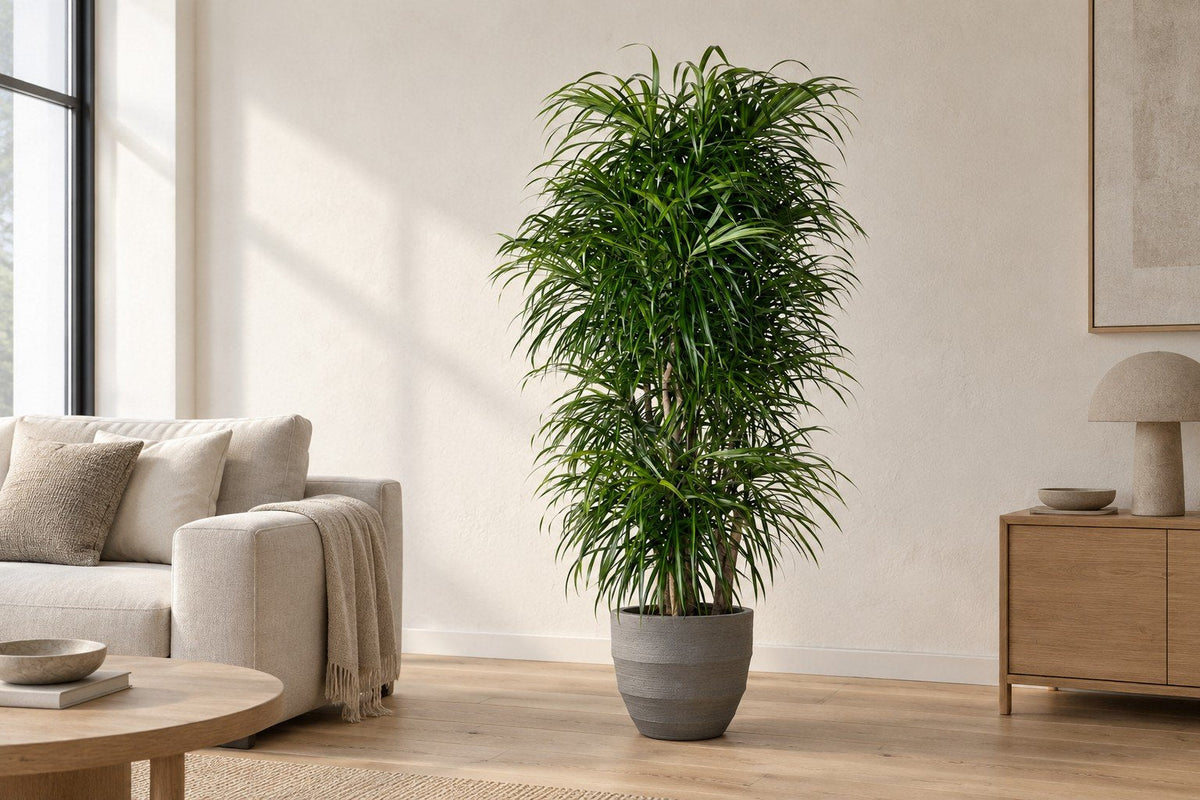 Dracaena in een woonkamer