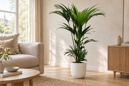 Kentia palm in een woonkamer