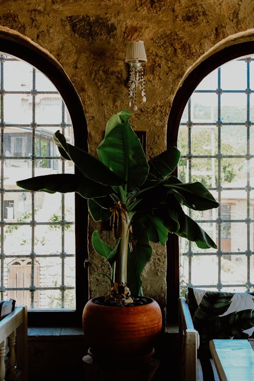 Bananenplant - Bananenplant soorten: volledige overzicht van alle varianten