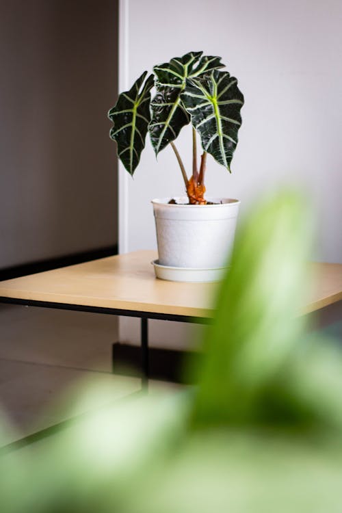 Alocasia - Alocasia soorten: volledige overzicht van alle varianten