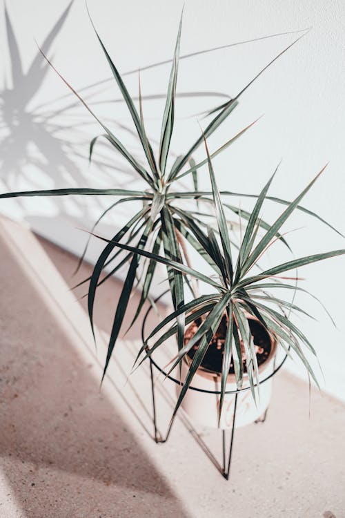 Dracaena - Dracaena verpotten: stap voor stap handleiding