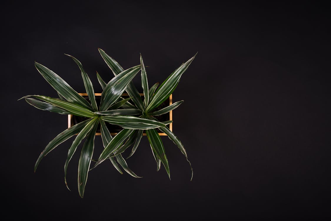 Dracaena - Dracaena soorten: volledige overzicht van alle varianten