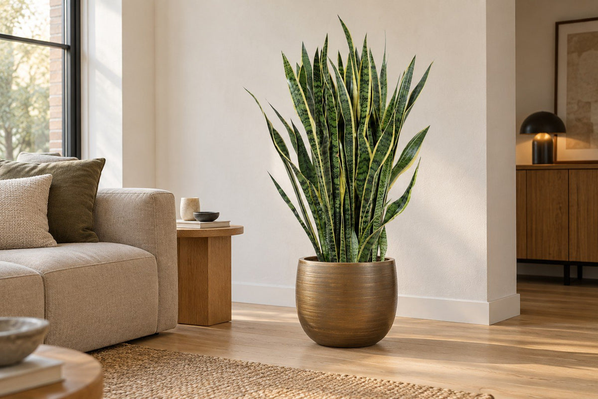 Sansevieria in een woonkamer