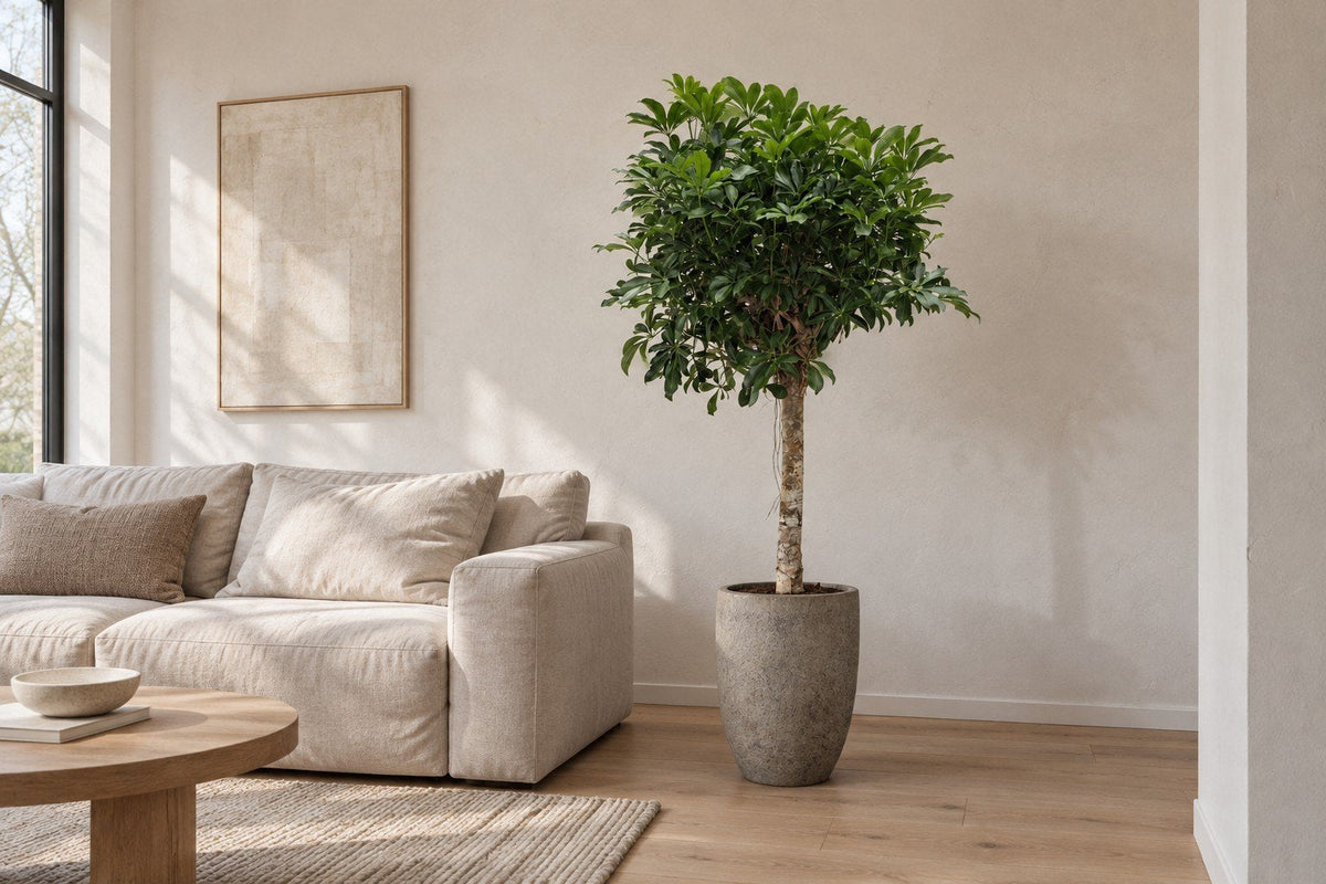 Schefflera op stam in een woonkamer