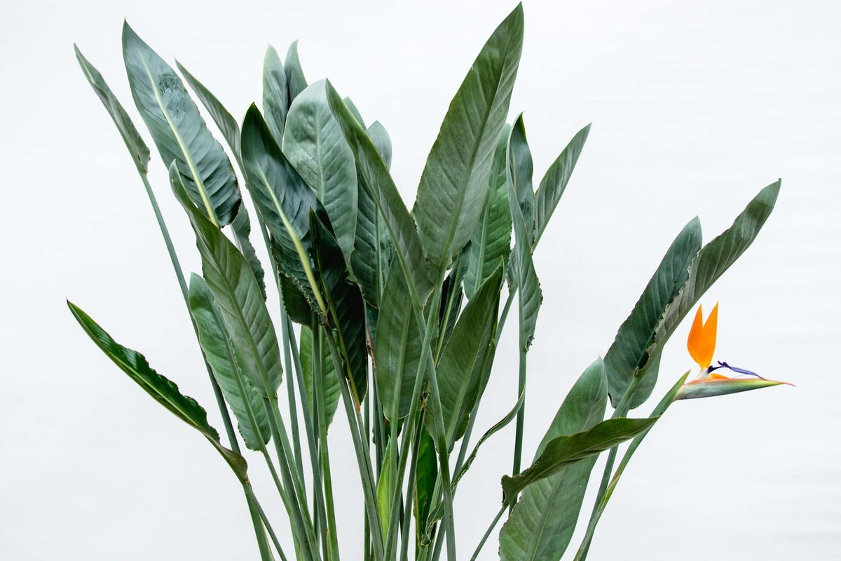 Strelitzia Nicolai met grote tropische bladeren in lichte binnenruimte nabij raam
