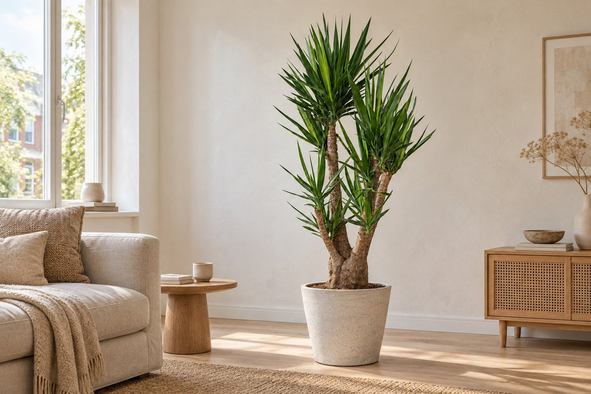 Yucca in een woonkamer