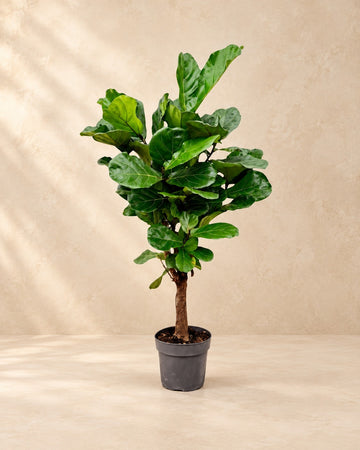 Ficus Lyrata