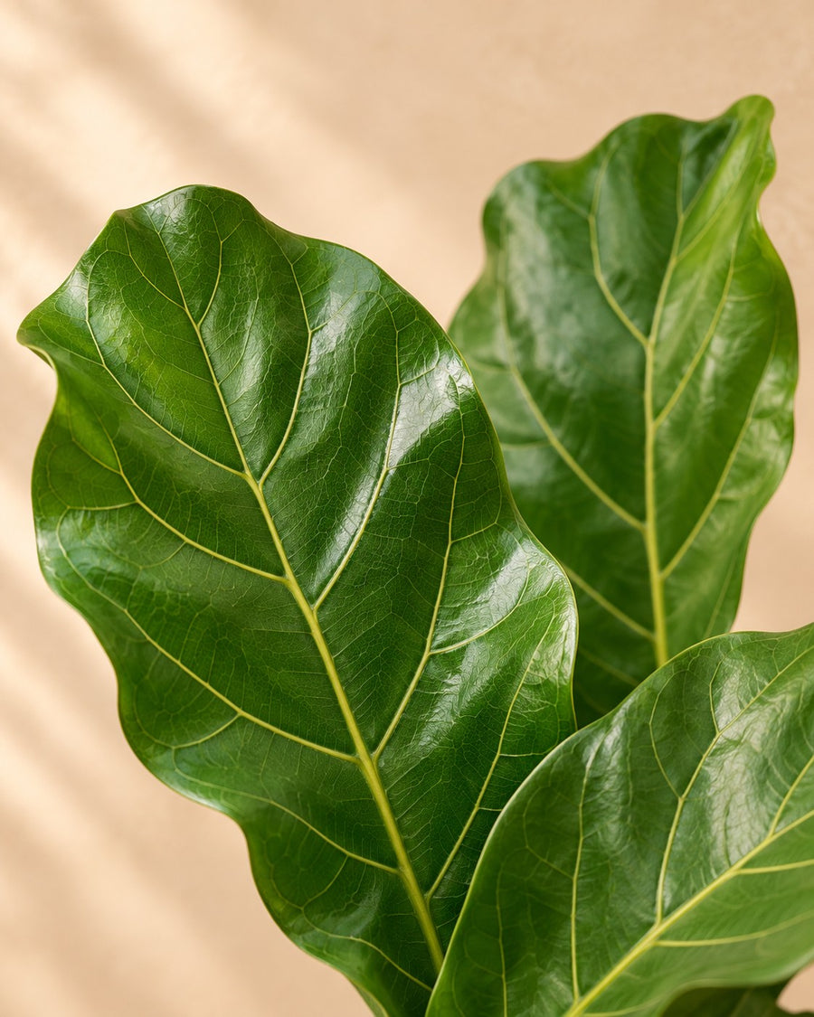 Vioolbladplant (Ficus lyrata) 140 cm hoog, pot ø27 cm