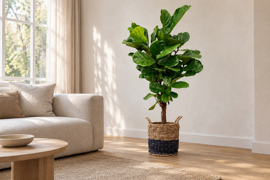 Vioolbladplant (Ficus lyrata) 140 cm hoog, pot ø27 cm