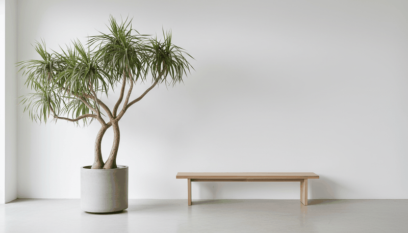 Dracena