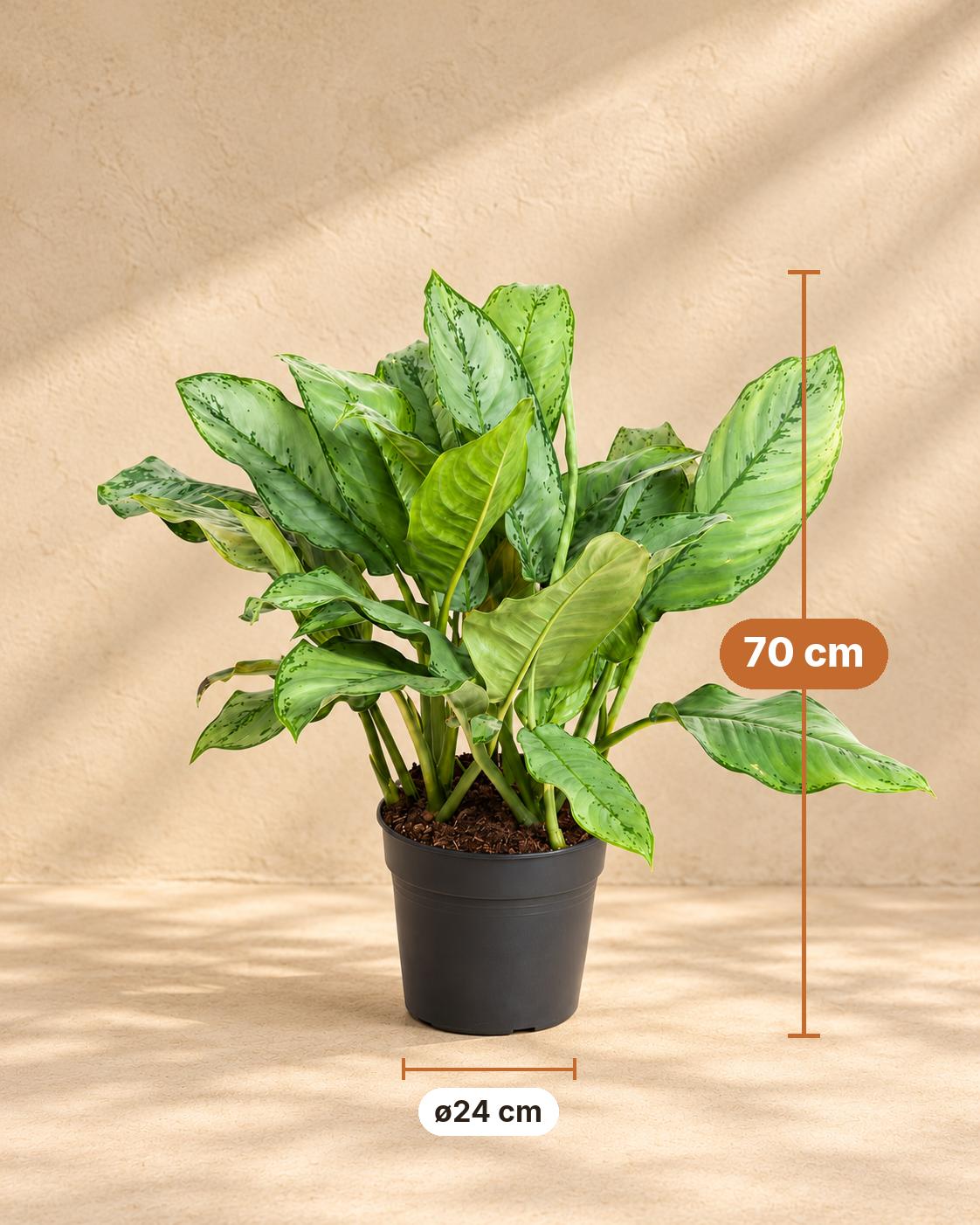 Aglaonema 70 cm høj, potte ø24 cm