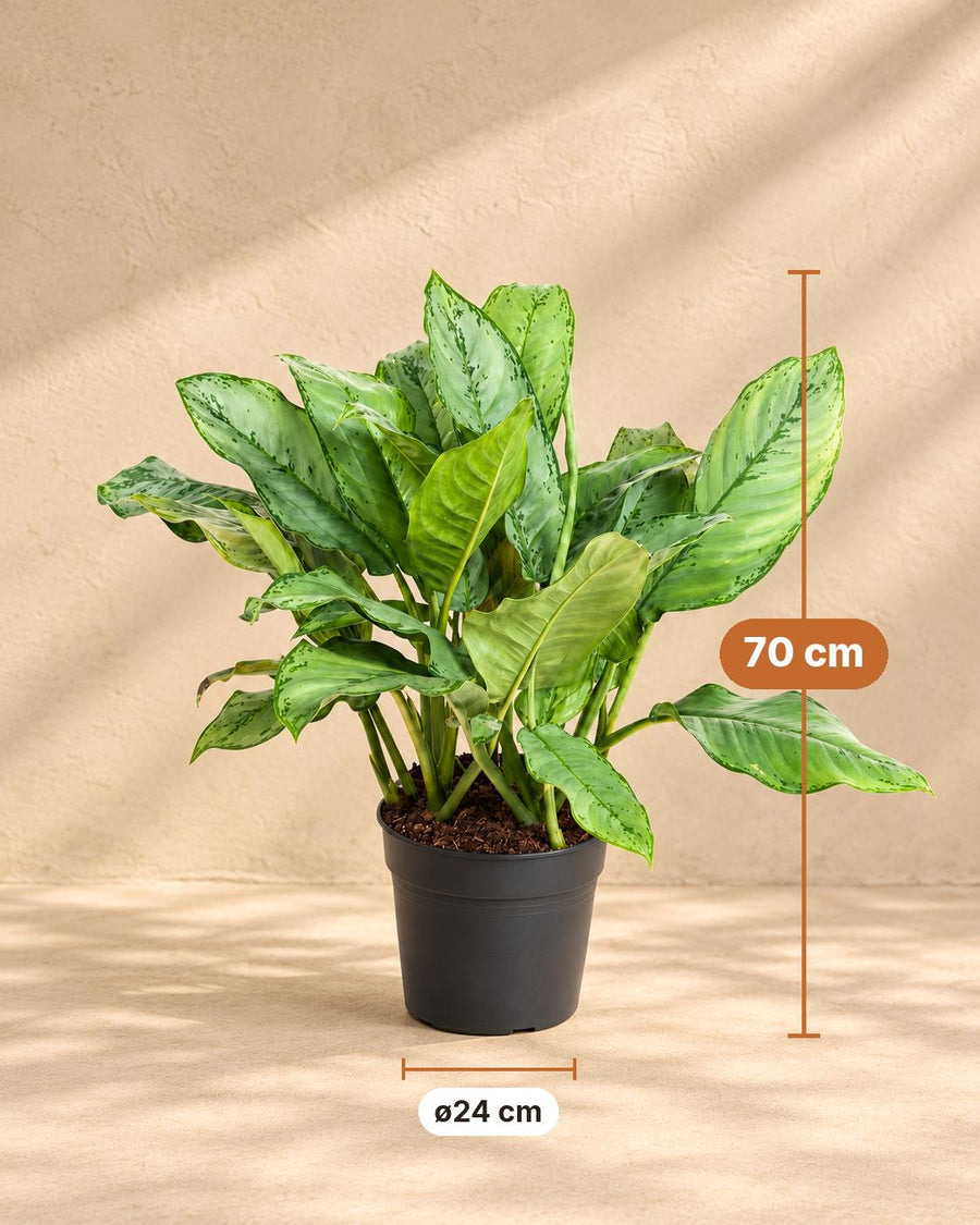Aglaonema (Aglaonema 'B.J. Freeman') 70 cm høj, potte ø24 cm