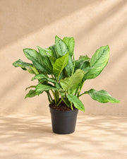 Aglaonema 70 cm høj, potte ø24 cm
