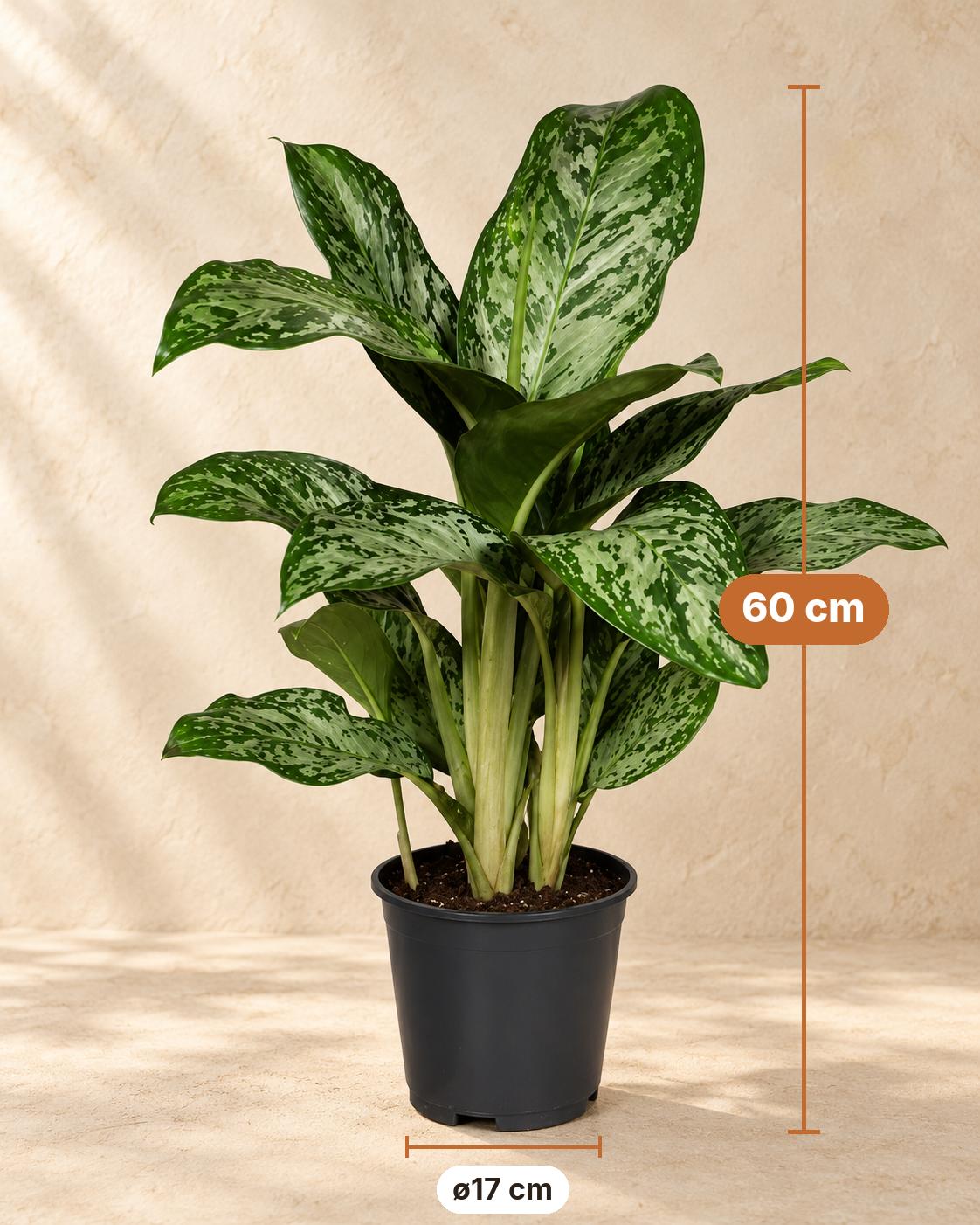 Aglaonema 'Greenlight', 60 cm hoog, pot ø17 cm