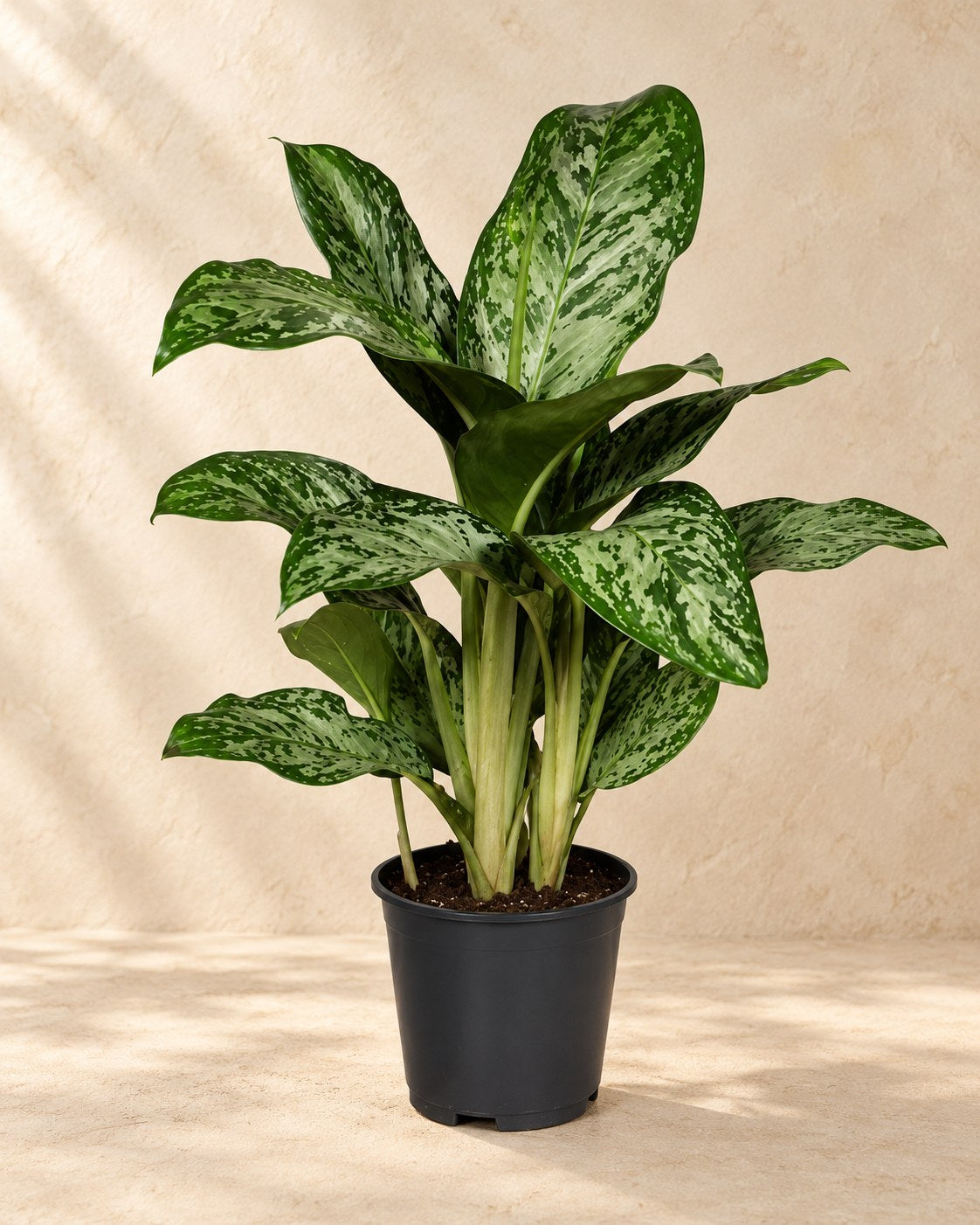 Aglaonema 'Greenlight'