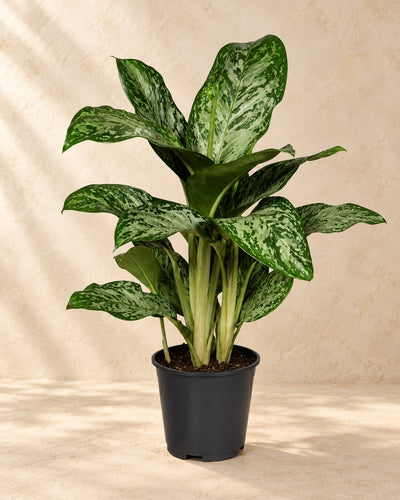 Aglaonema 'Greenlight'