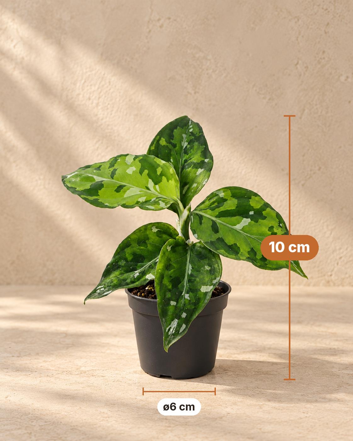 Aglaonema pictum 'Tricolor' 10 cm høj, potte ø6 cm