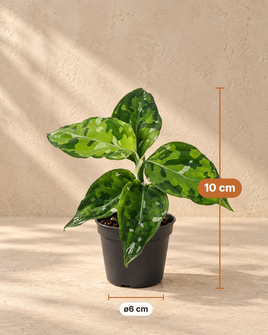 Aglaonema pictum 'Tricolor' 10 cm høj, potte ø6 cm