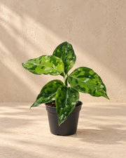 Aglaonema pictum 'Tricolor' 10 cm høj, potte ø6 cm