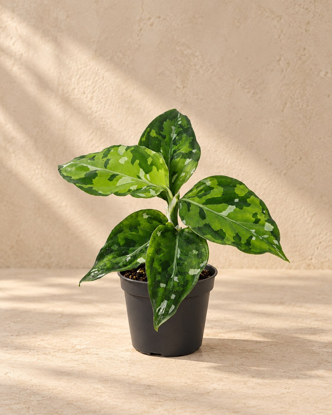 Aglaonema pictum 'Tricolor' 10 cm høj, potte ø6 cm
