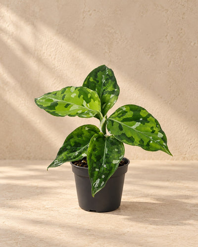 Aglaonema pictum 'Tricolor' 10 cm høj, potte ø6 cm