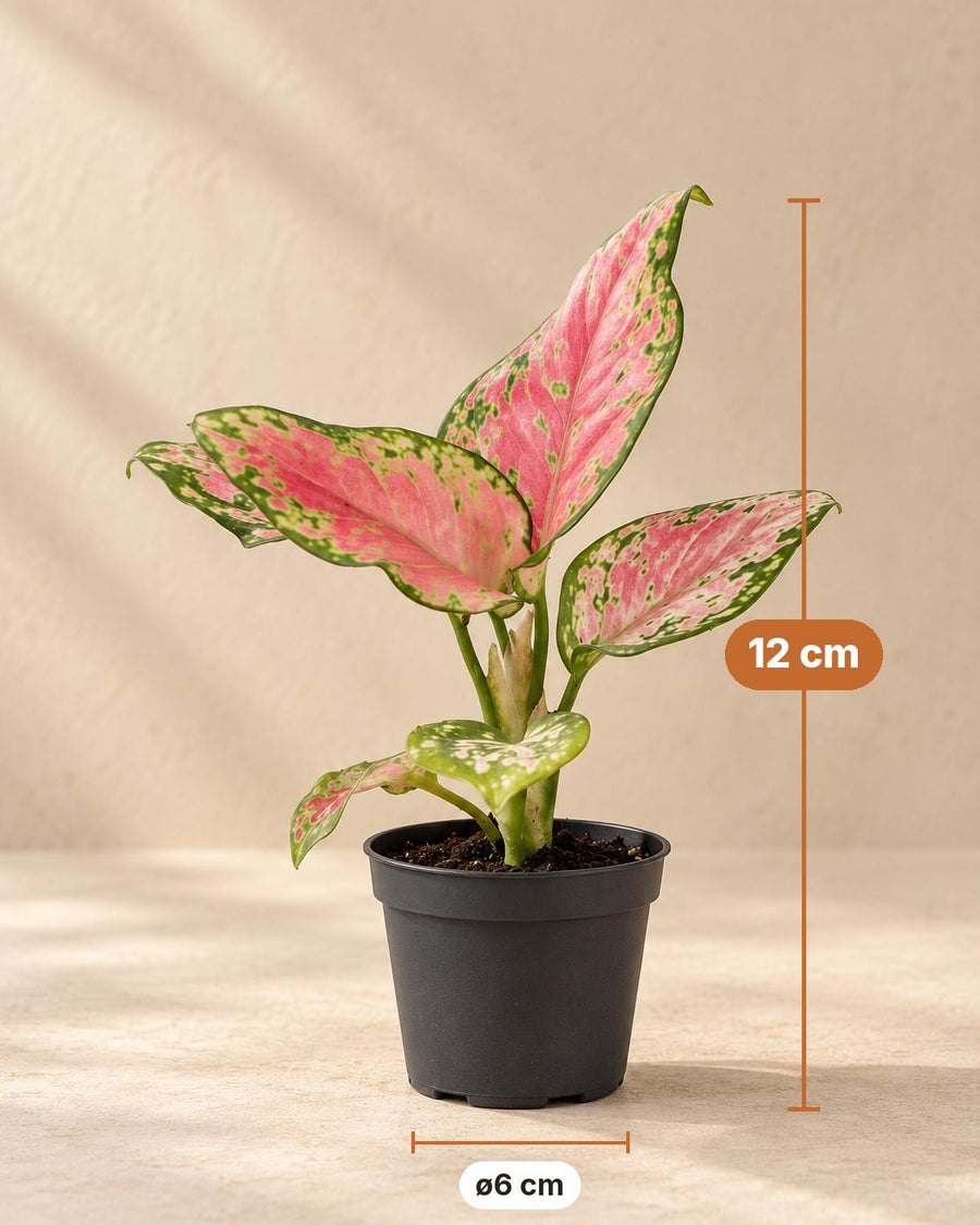 Chinees groen (Aglaonema 'Red Valentine') 12 cm hoog, pot ø6 cm