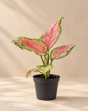 Chinees groen (Aglaonema 'Red Valentine')