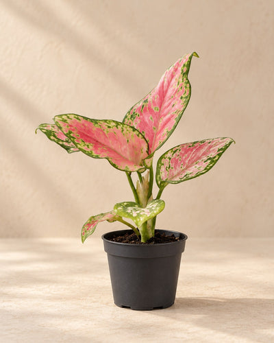 Chinees groen (Aglaonema 'Red Valentine')