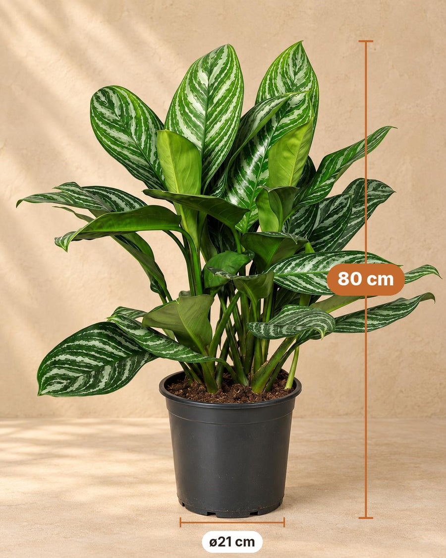 Aglaonema 'Stripes' 80 cm høj, potte ø21 cm