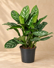 Aglaonema 'Stripes' 80 cm høj, potte ø21 cm