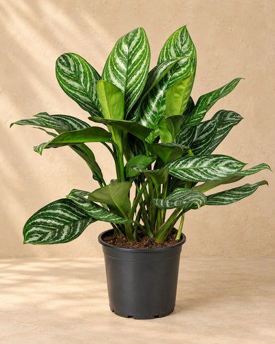 Aglaonema 'Stripes' 80 cm høj, potte ø21 cm