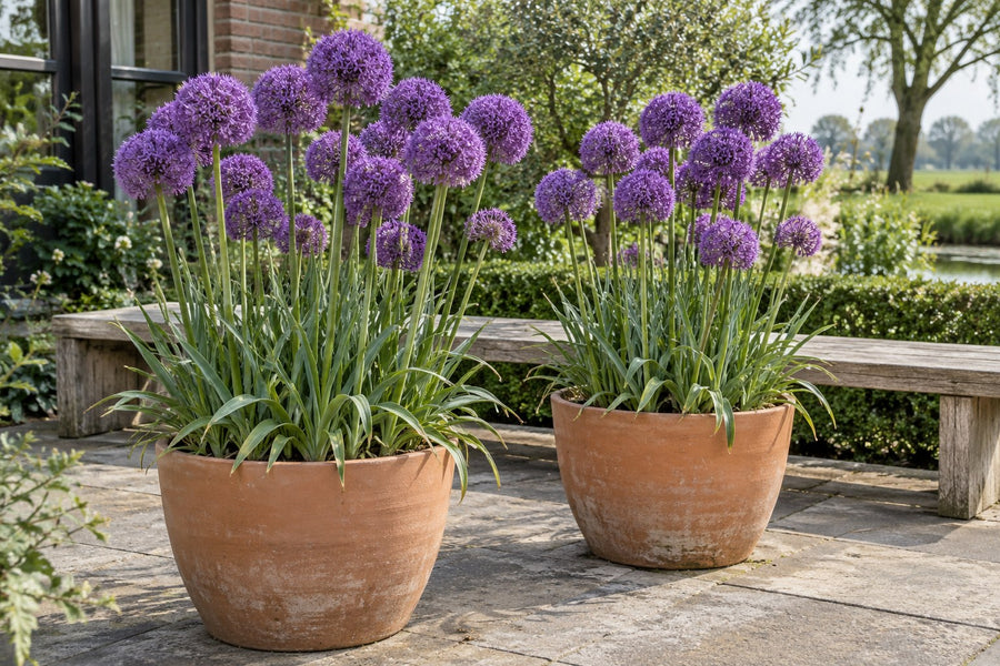 Prydløg Gladiator (Allium)