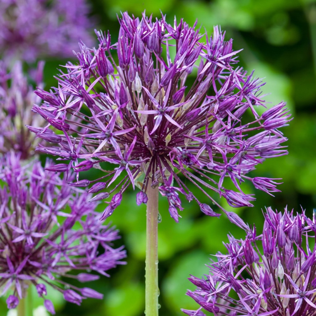 Prydløg Purple Rain i blomst