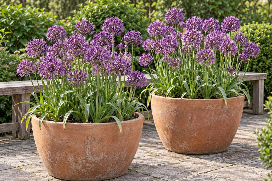 Bulbos de allium Purple Rain (Allium)