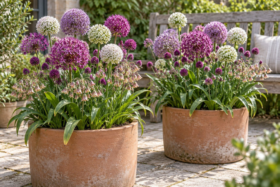 Alliumbollen Bulb Garden mix (Allium)