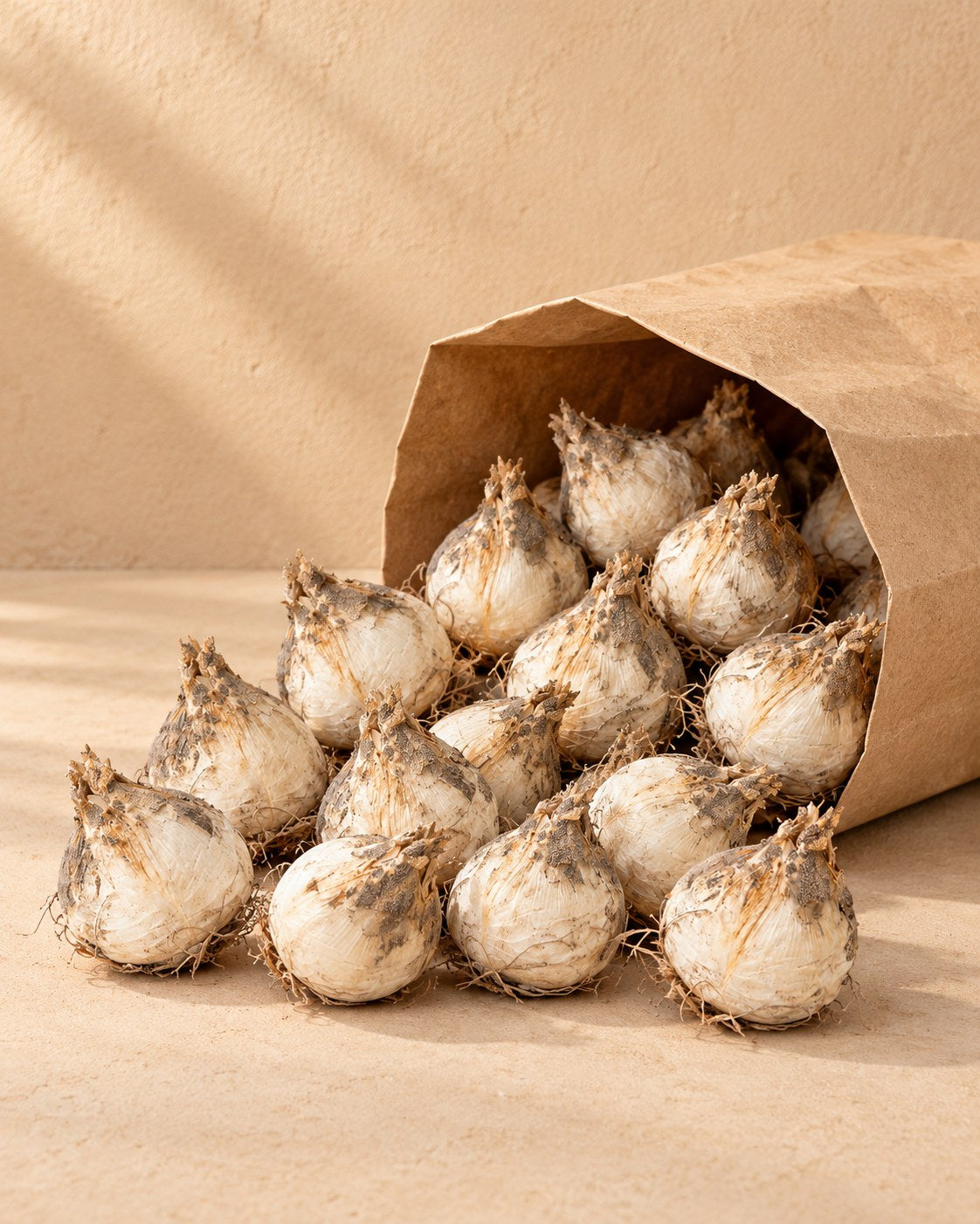 Bulbi di Bulbi di allium Caeruleum