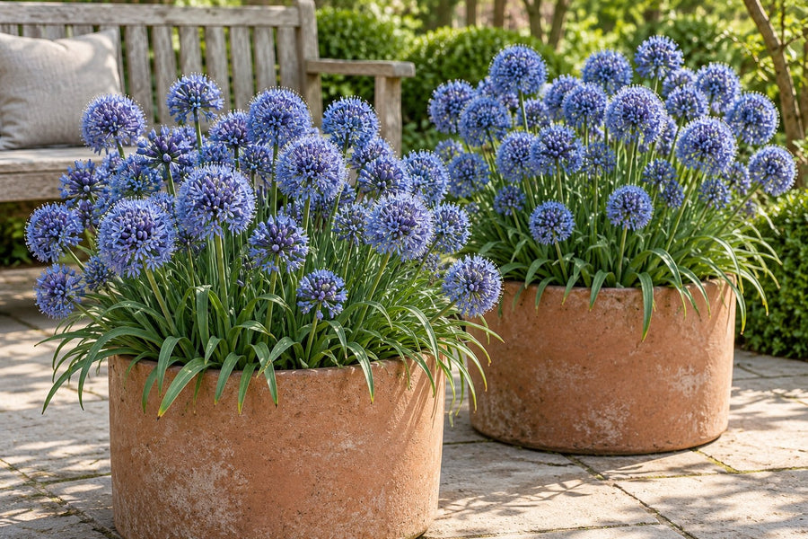Bulbi di allium Caeruleum (Allium caeruleum)