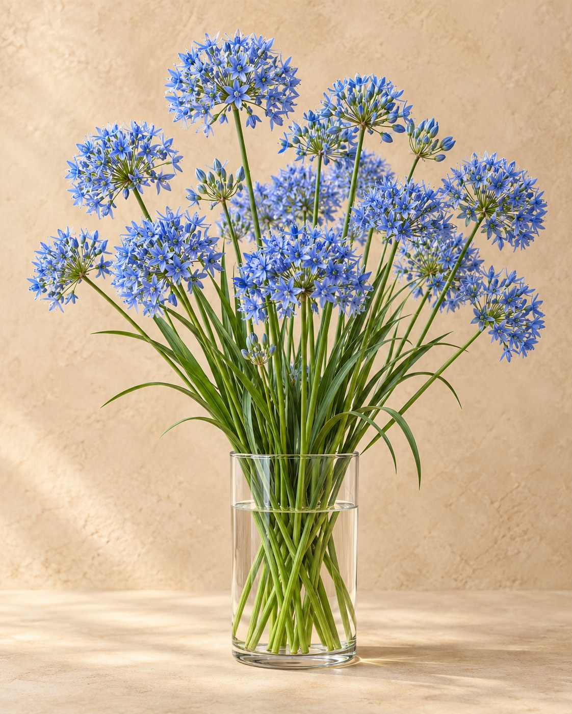 Prydløg Caeruleum i blomst i en vase