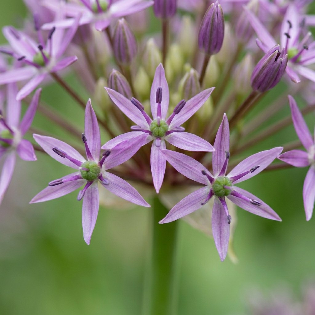 Prydløg Christophii i blomst