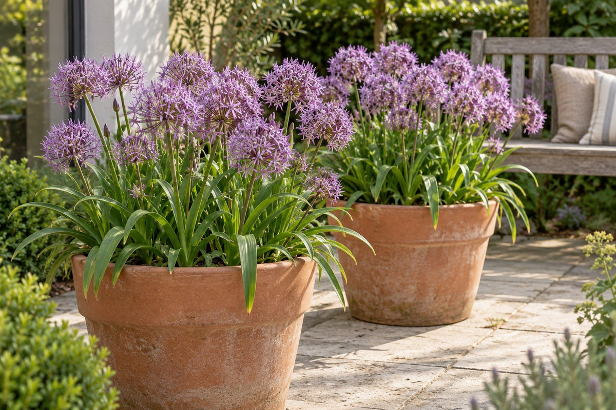 Allium Christophii in bloei in potten op een terras