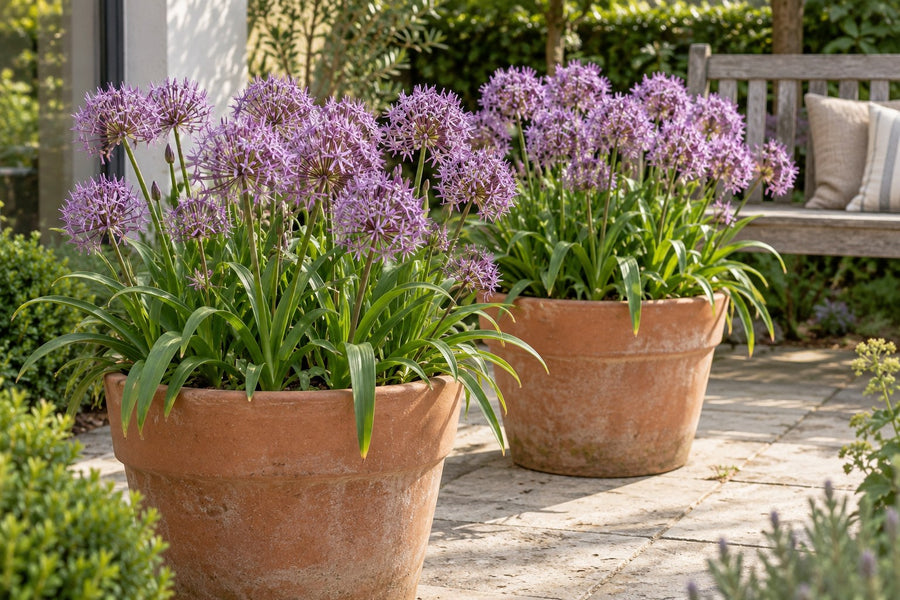 Alliumbollen Christophii (Allium)
