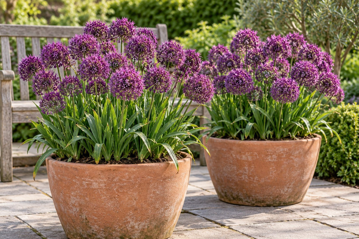 Bulbi di allium Miami in fiore in vaso su una terrazza