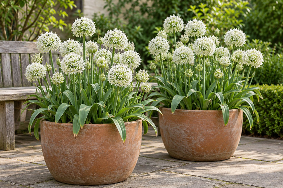 Alliumbollen Mount Everest (Allium)