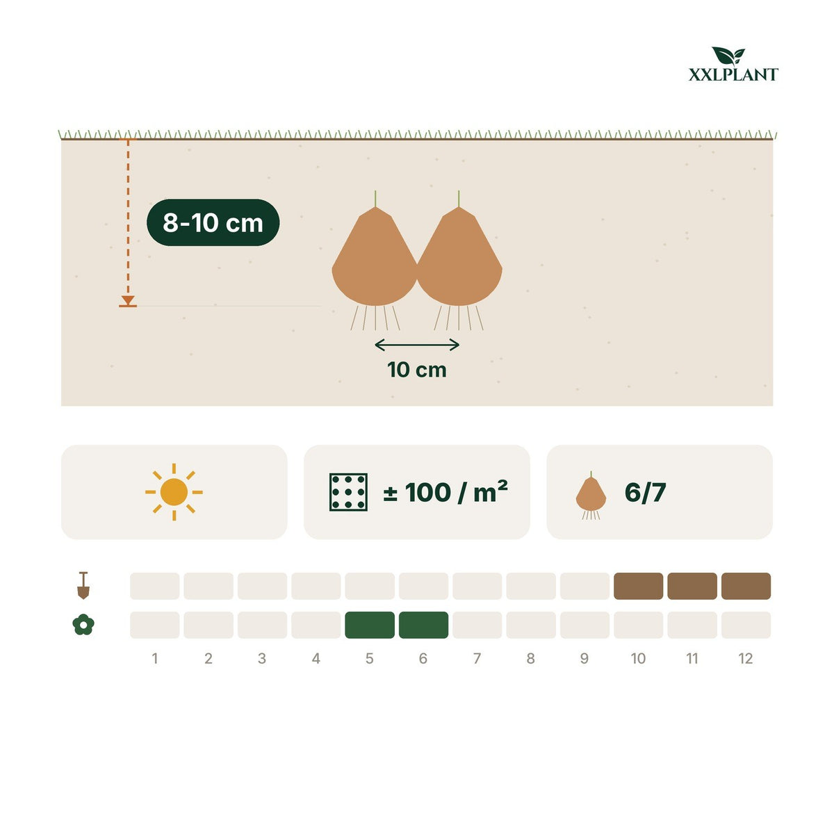 Plantekort Prydløg Ping Pong: 8-10 cm dybt, 10 cm mellemrum