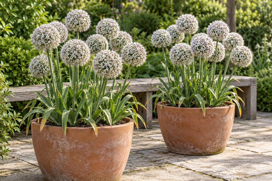 Prydløg Ping Pong (Allium)