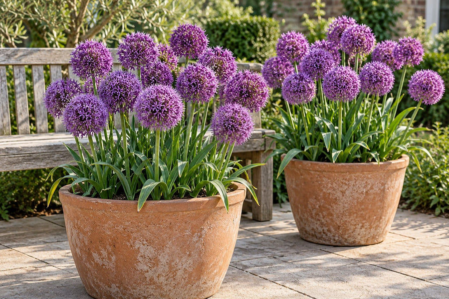 Alliumbollen Purple Sensation (Allium)