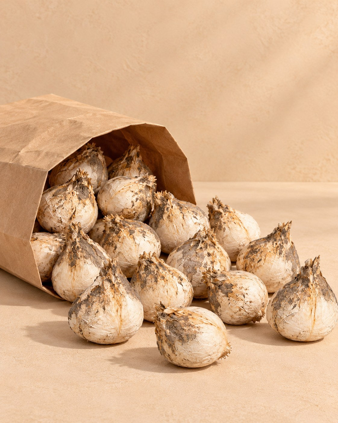 Bulbes de Bulbes d'ail d'ornement Purple-White mix